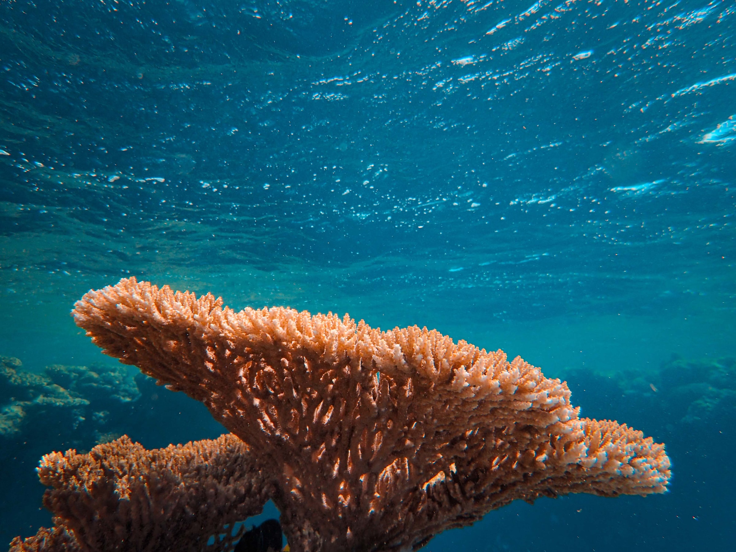 BP is planning to drill for gas on edge of world’s largest cold-water coral reef