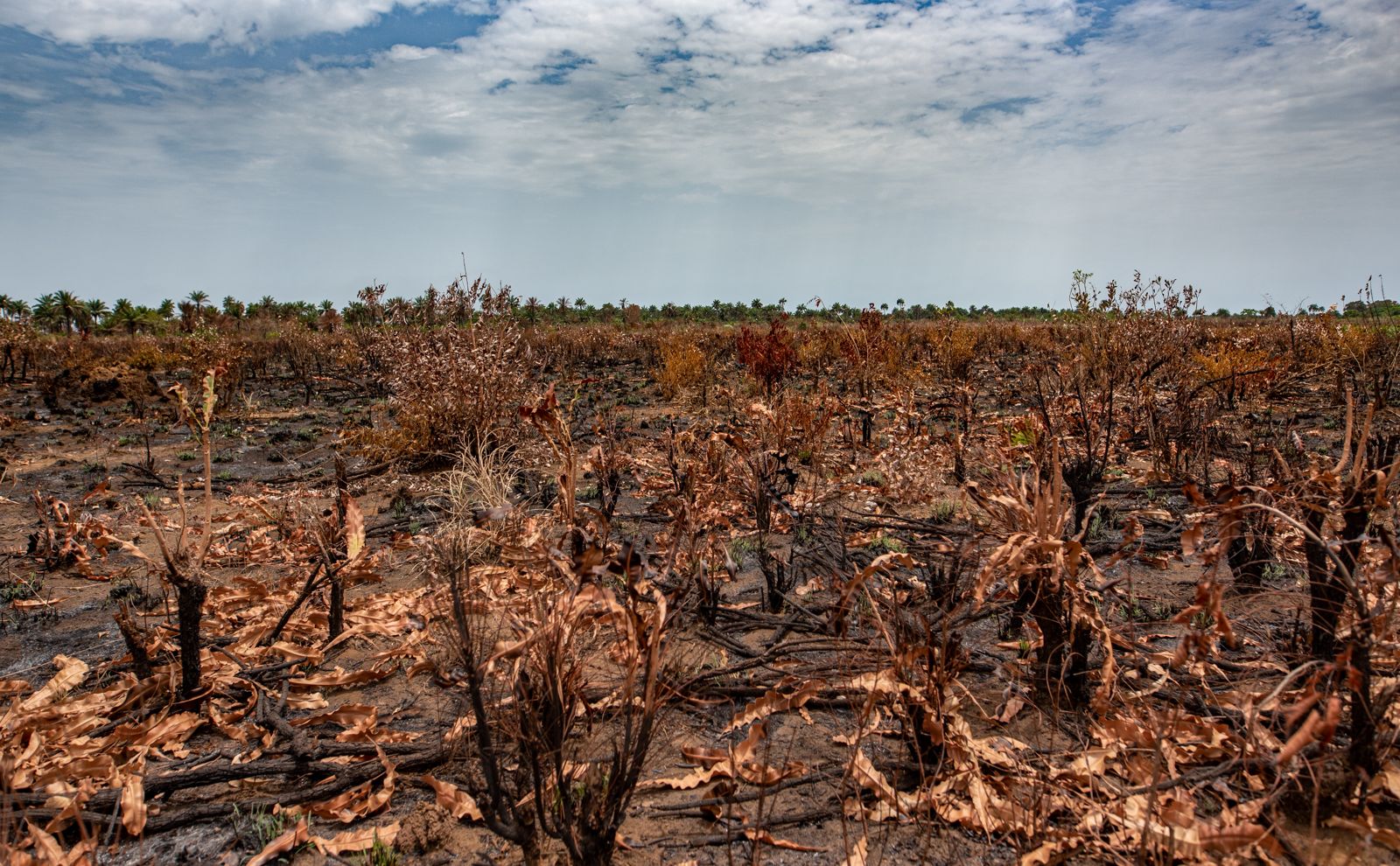 ‘Saviour of carbon markets’ faces questions over African land rights